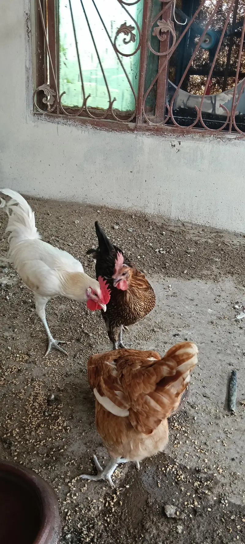 Egg laying hens — photo 3