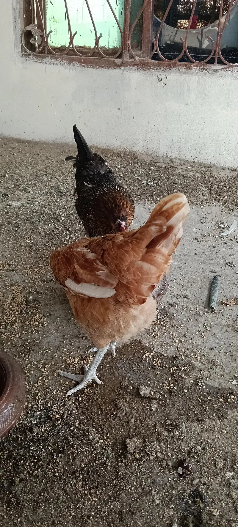 Egg laying hens — photo 7
