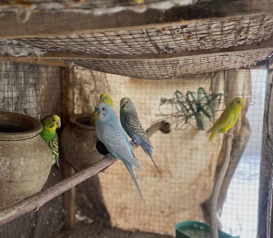 parrots for sale with cage
