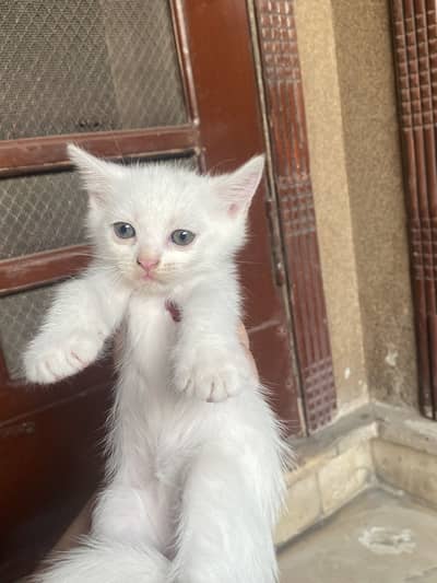 persian pure white kitten