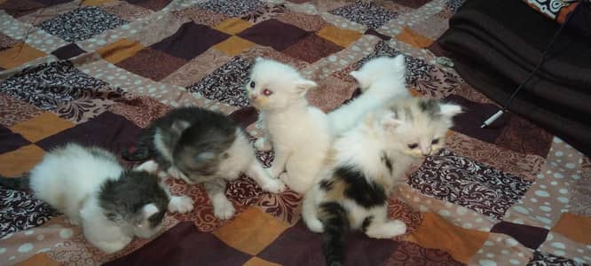 5 Persian kittens available