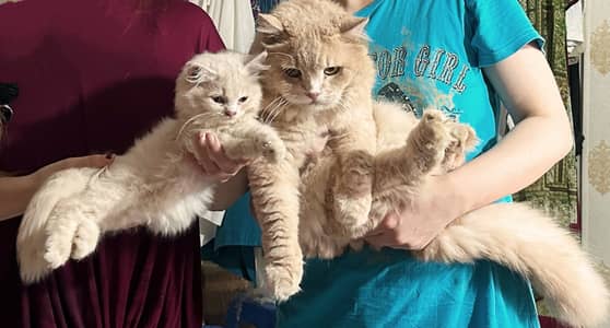 Unique colour Persian kitten