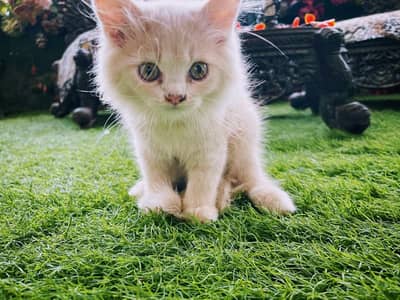 Unique colour Persian kitten