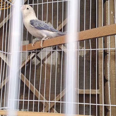 Pets Cage And 1 piece lovebird