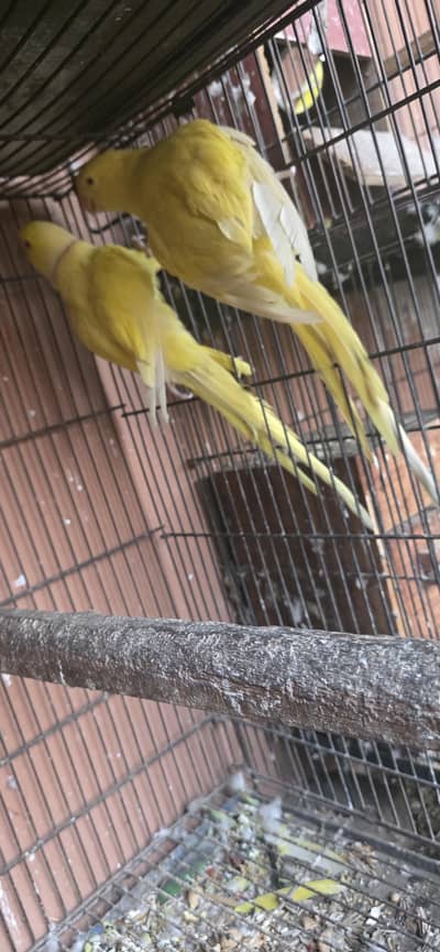 parrots for sale