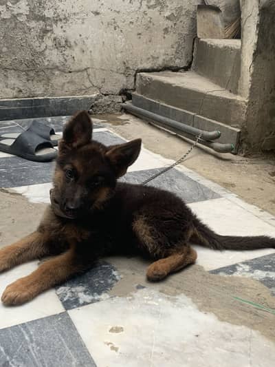 Non pedigree male
