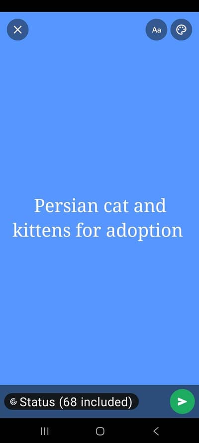 persian kittens for adoption