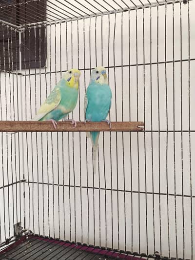 2 Budgies Breeder Pair For Sale