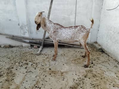 Maki cheni Goat
