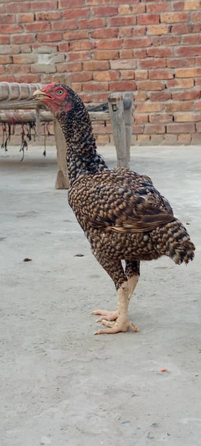 urgent sale all peice