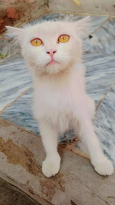 cats for sale