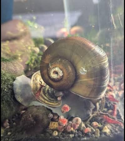 Apple snails pair for sale at a very reasonable price in Lahore