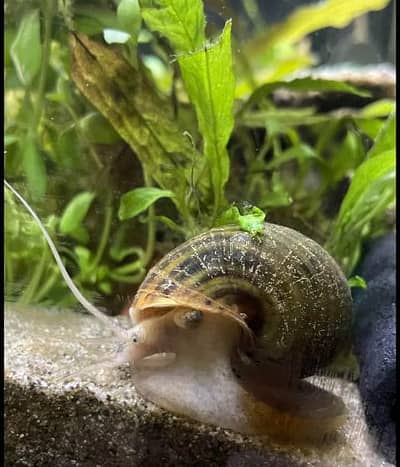 Apple snails pair for sale at a very reasonable price in Lahore