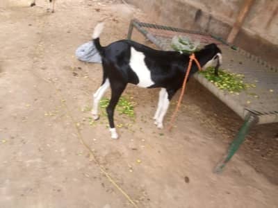 Bakri goat . .