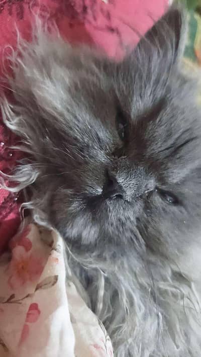 cat for sale