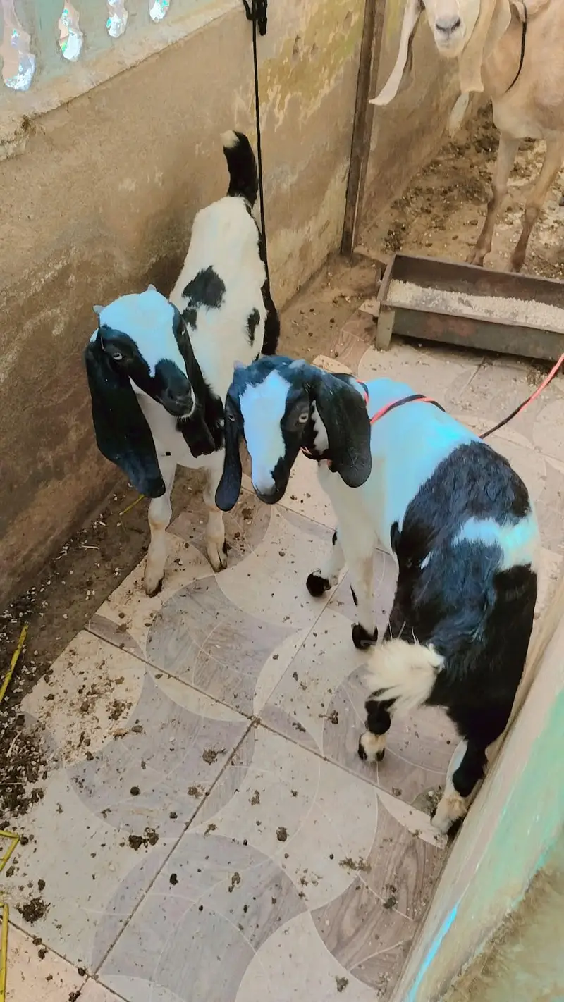 bakri or 2 bache — photo 4