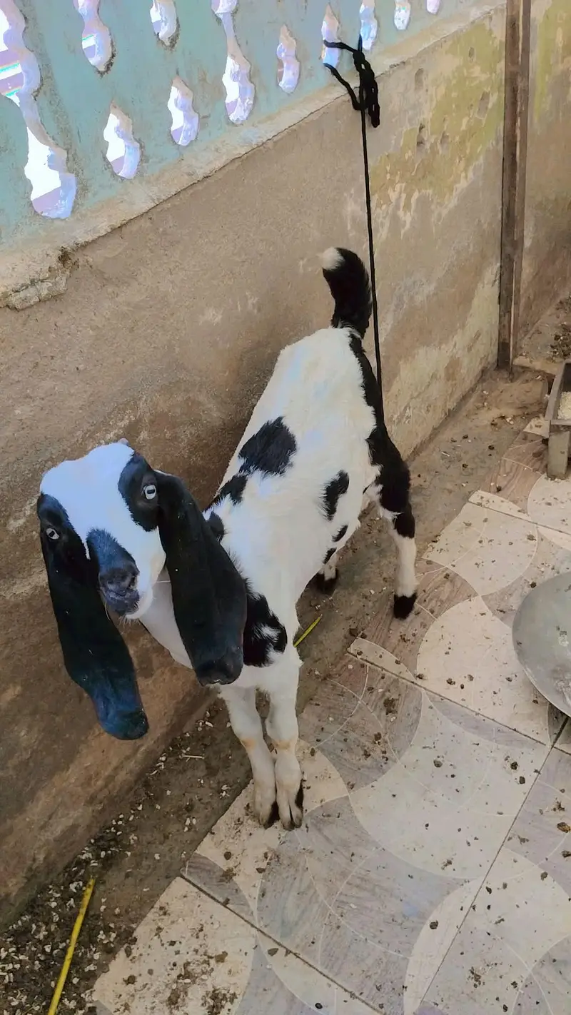 bakri or 2 bache — photo 5