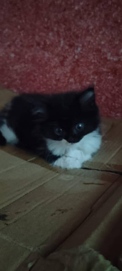 persion cats