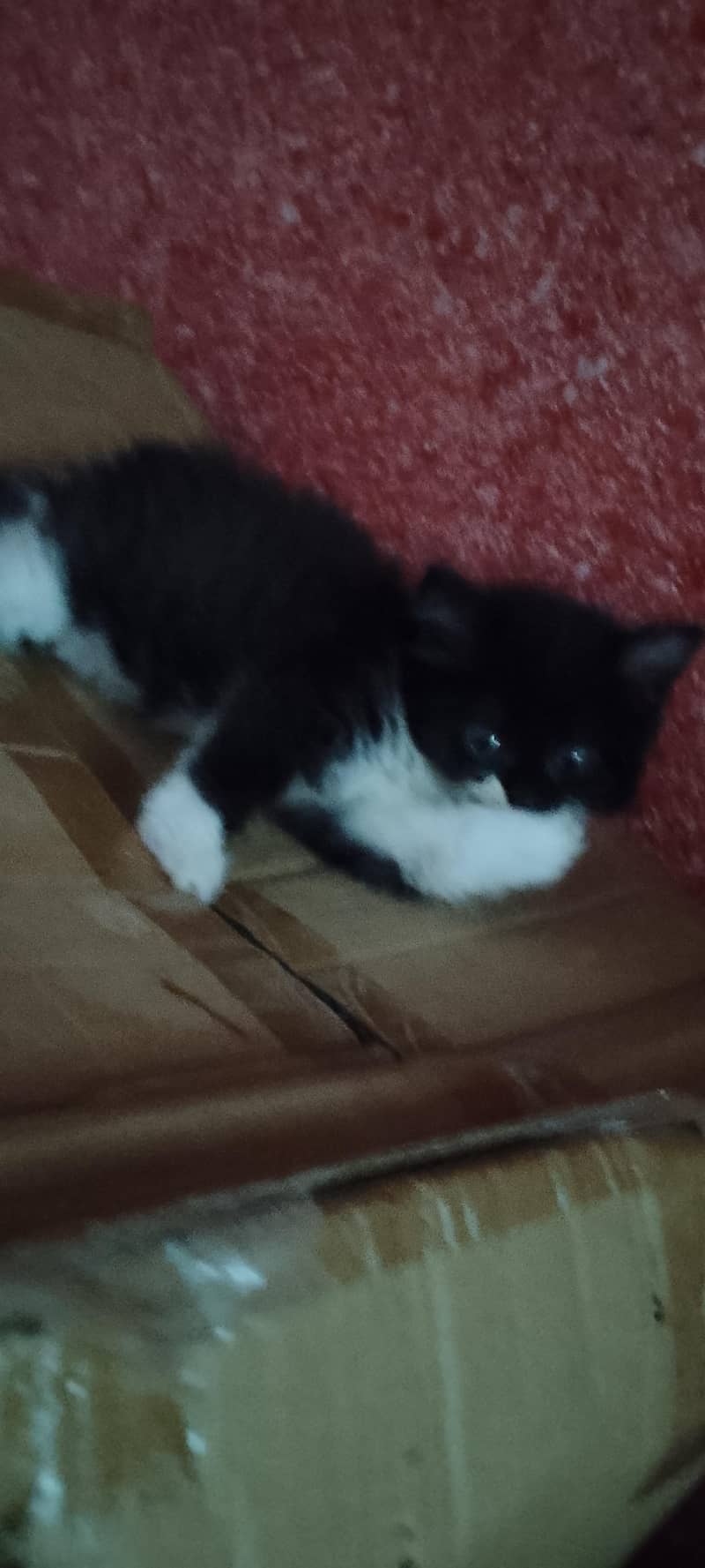 persion cats for sale 1