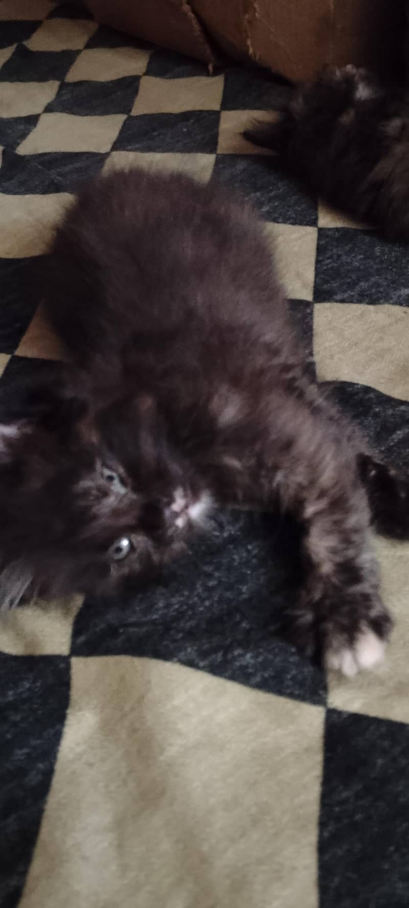 persion cats for sale 2