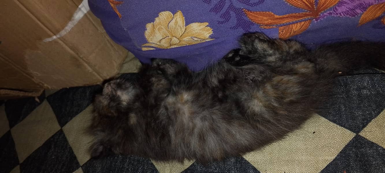 persion cats for sale 3