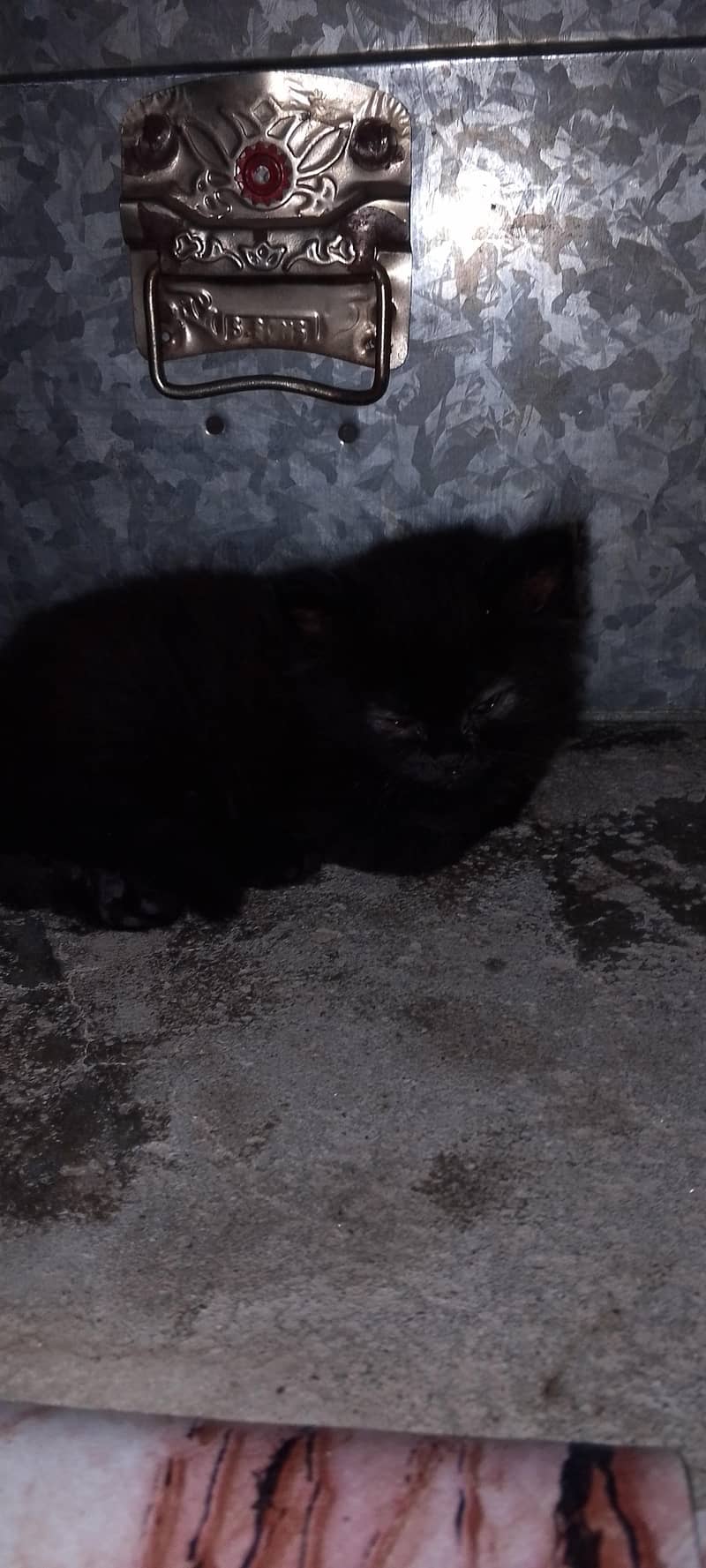 persion cats for sale 4
