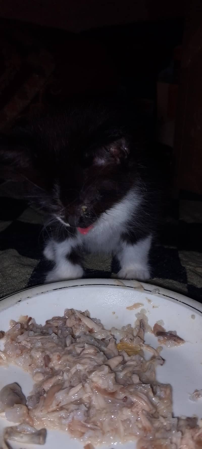 persion cats for sale 5
