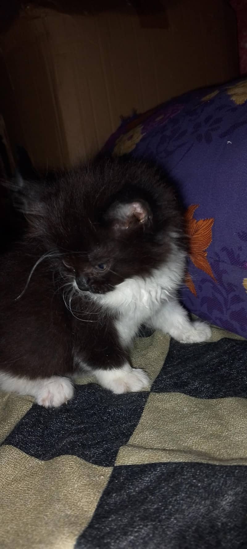 persion cats for sale 6
