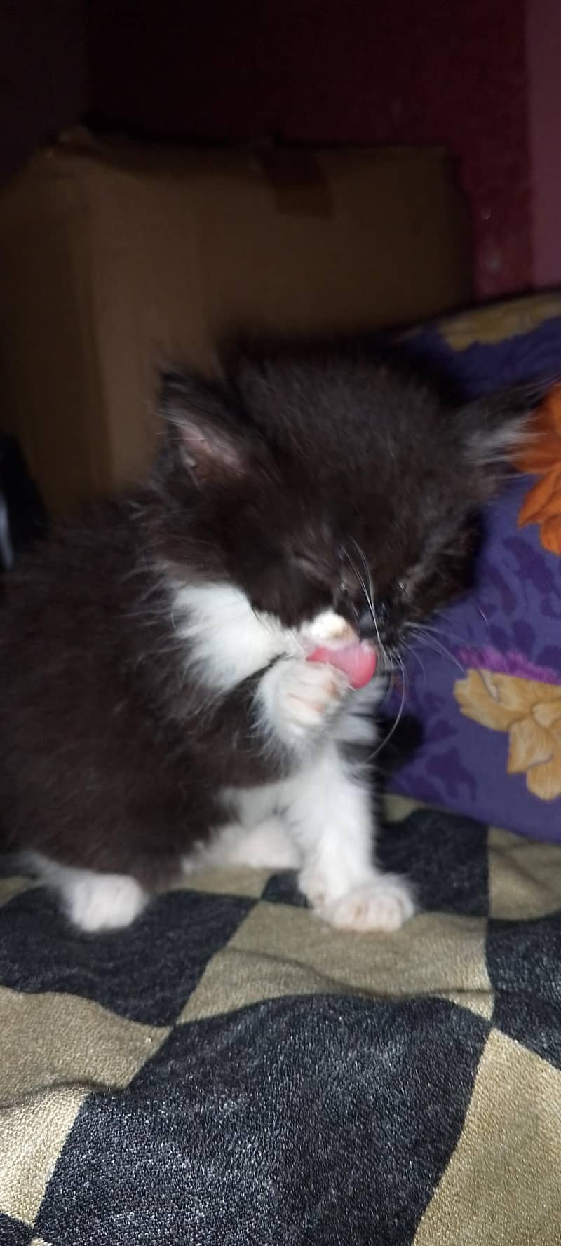 persion cats for sale 7