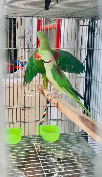Raw & Lory Parrot Pair