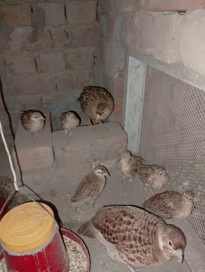  Healthy Teetar Chicks For Sale | Active & Strong Chicks Available