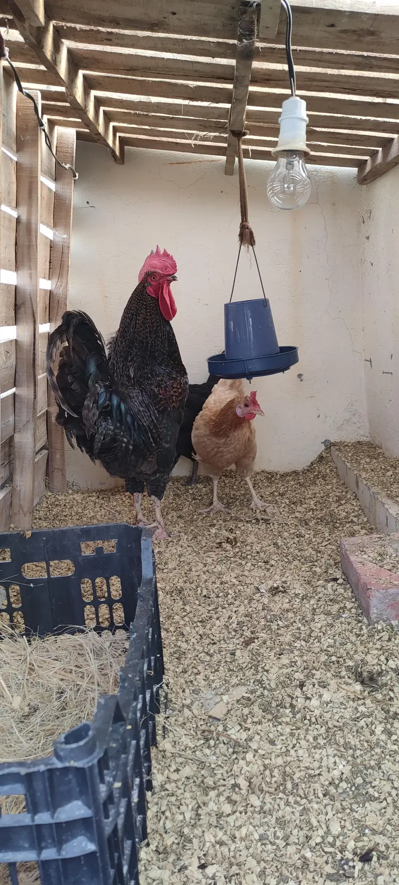 Desi trio set for sale — photo 7