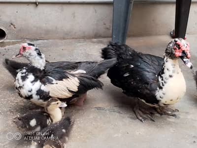muscovy duck pair and checks