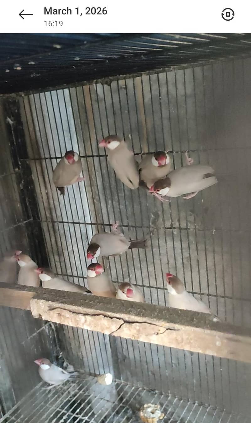 java birds 0