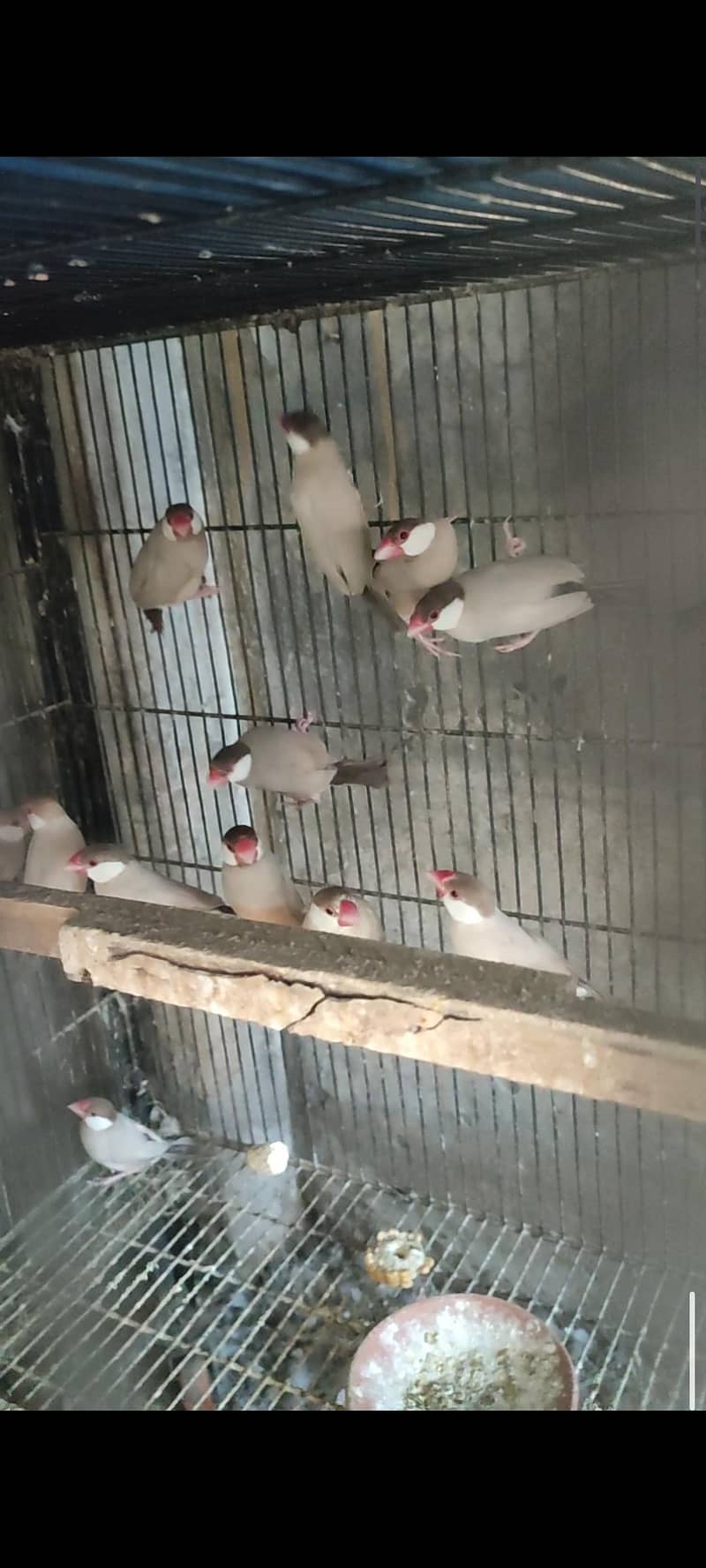 java birds 1