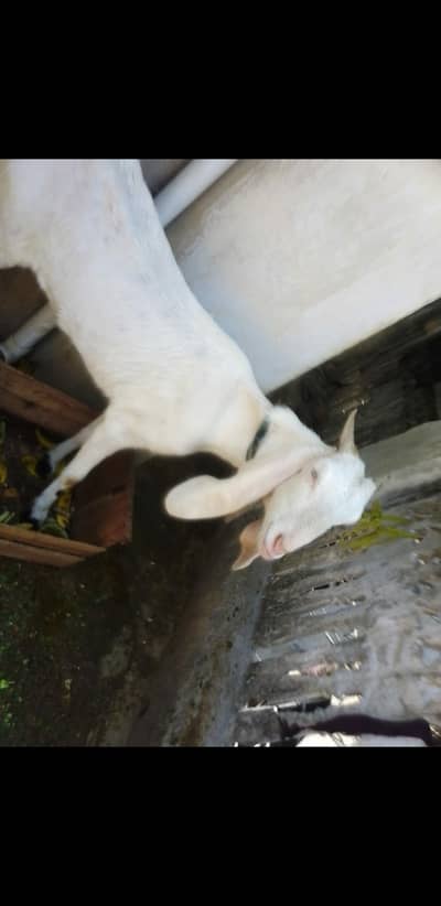 Female Goats