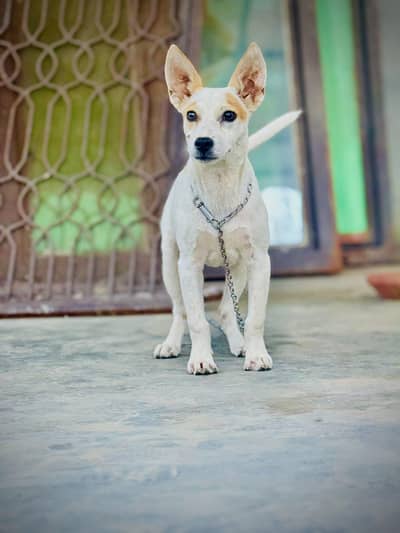 Dogs for sale