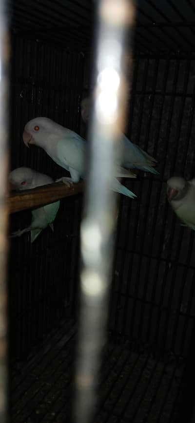 breeder pairs