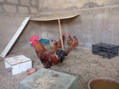3 Desi Misri Murghiyan + 1 Desi Misri Murgha