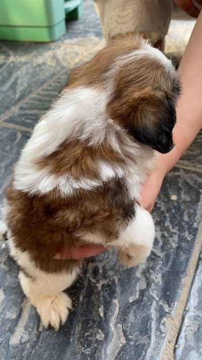 shih tzu puppies if u want male or female both I have