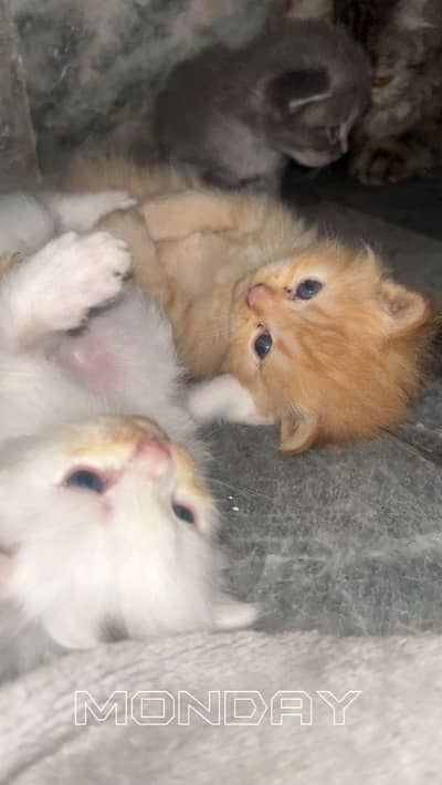 kittens vailable  ( +92 322 5625576 )