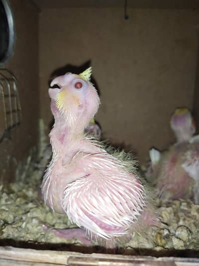 healthy chicks common white red eye best for hand tame