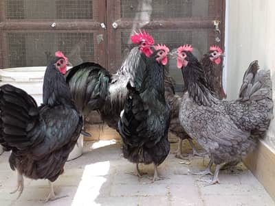 australorp | Heritage australorp| black ,blue australorp |chicks |eggs