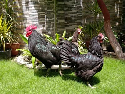 australorp | Heritage australorp| black ,blue australorp |chicks |eggs