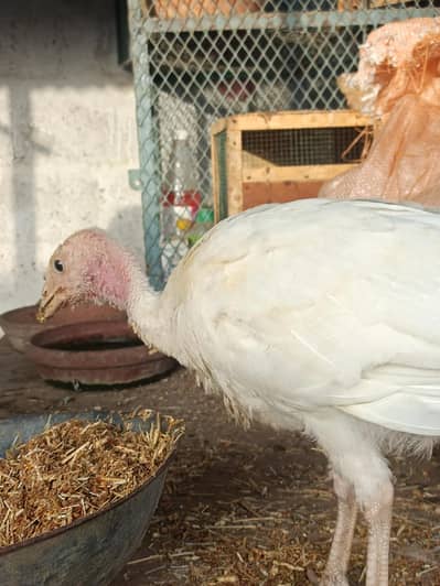 Turkey bird