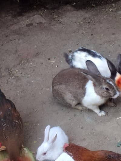 rabbits for sale contact no (03704704328)
