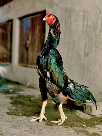 Oh shamo | Shamo chicks | Aseel shamo | black shamo