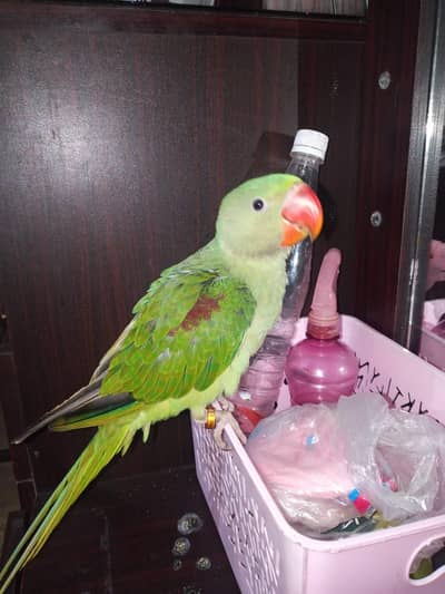 Pahari Parrot With Cage big