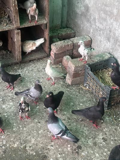 Qasdi  Kabotra for sale agrent