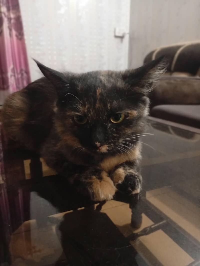Persian 0
